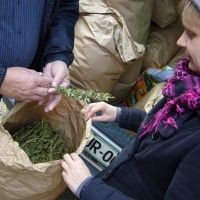 Odkup konopljinega semena in čaja 2015/2016